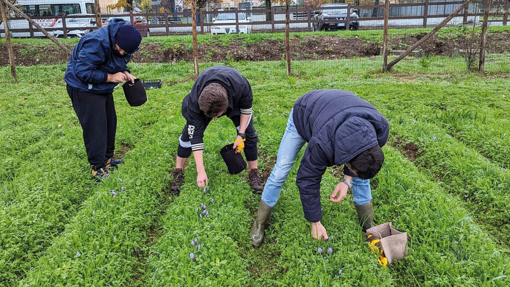 La raccolta dello zafferano urbano 2022 del Brugo